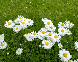 White daisy flowers on a green meadow on a sunny summer day.
