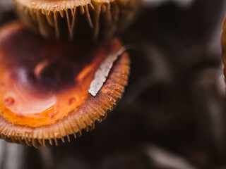 close up of a mushroom