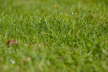 A strip of green grass with morning dew.