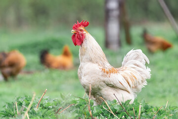 Beautiful Rooster standing on the grass