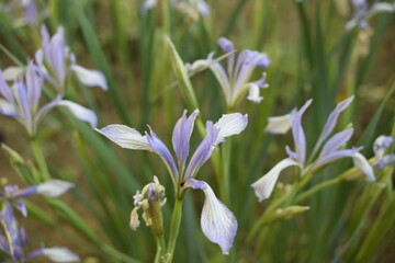 Iris Hartweg - a species of iris that grows on low mountain slopes. The flower is light purple.