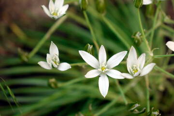 Obraz na płótnie Canvas Graceful white flowers of zephyranthes bloom in the garden.
