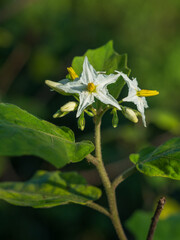 Closeup view of bright white with yellow heart flowers and buds of solanum torvum aka turkey berry or pea eggplant outdoors in morning sunlight on natural background