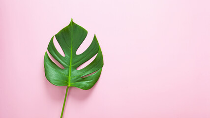 Fototapeta na wymiar Natural green monstera leaf on pastel pink background, tropical leaf.