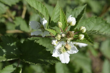 Blooming flowers of wild blackberry bush close up.