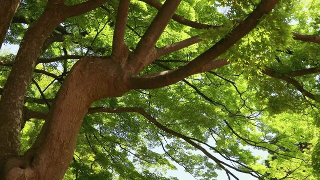 夏のモミジの大木のチルトアップ