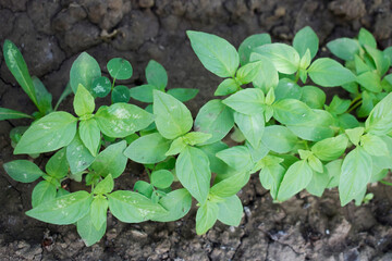Green basil leaves in the soil. Fresh young basil top view.