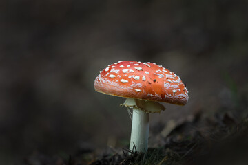 Close-up image of a pretty fly agaric mushroom in the forest, Hawke’s bay.
