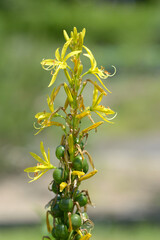 キバナツルボ　黄色い花