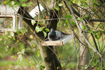 Morning doves at a bird feeder