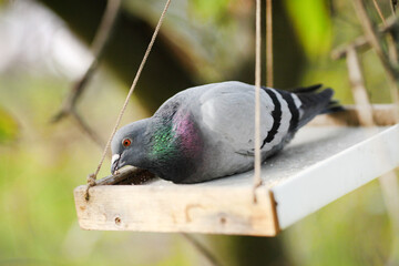 Doves sitting on the bird feeder on the tree in the Park. Birds feed from the trough. Feeding birds in the Park. Care of fauna