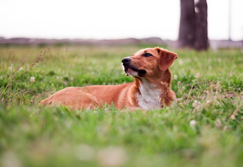 Stray dog puppy alone outdoors