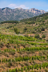 Fototapeta na wymiar Priorat wine region during spring in Tarragona Spain