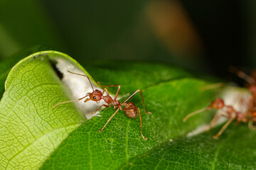 Close up macro red ant on green leaf on nature at thailand