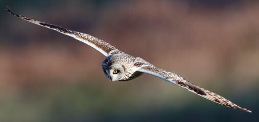short eared owl in flight