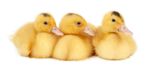 Three yellow mulard ducks isolated on white background.