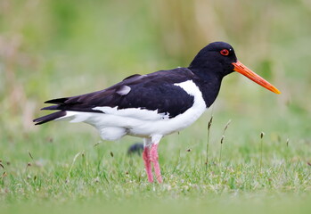 oystercatcher keeping an eye next to their nest site