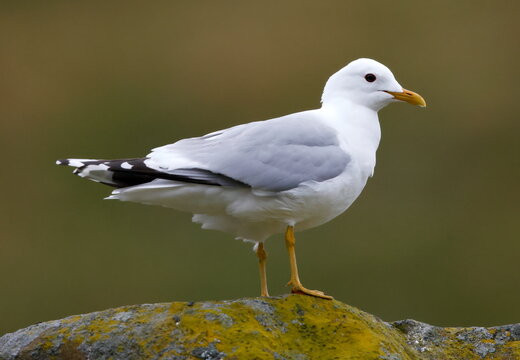 Common Gull