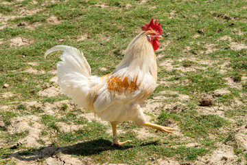 Fototapeta premium rooster outside in the meadow, organic livestock farming, free-range