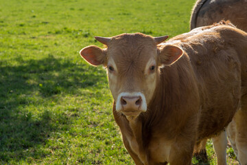Fototapeta premium calf in the meadow