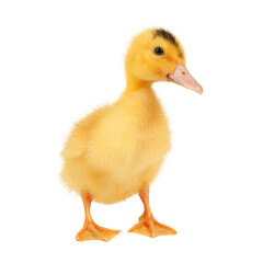 Mulard duckling isolated on white background, newborn bird.