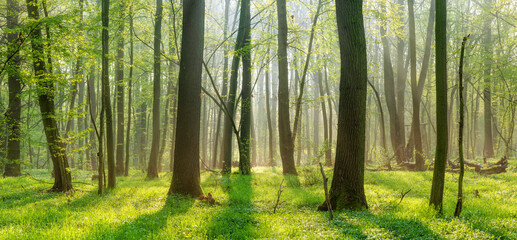 Panorama of Sunny Natural Oak and Beech Forest in spring with first green leaves and morning mist