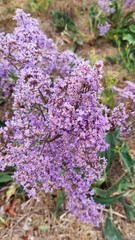 Obraz premium Butterfly bush, beautiful landscape plant lavender colored blooms tumble.