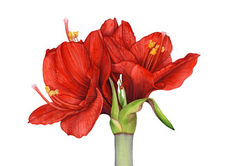 Beautiful watercolor red amaryllis flowers on white background. - obrazy, fototapety, plakaty