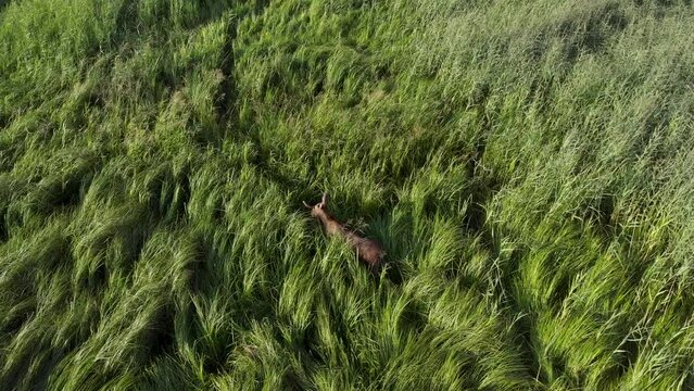 Top view of a large adult bull moose (Alces alces) walking through the long tall grass on a sunny day
