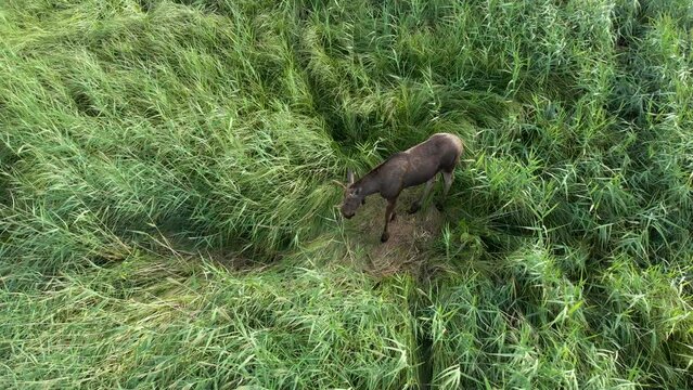 Top view of a large adult bull moose (Alces alces) standing in the long grass on a sunny day