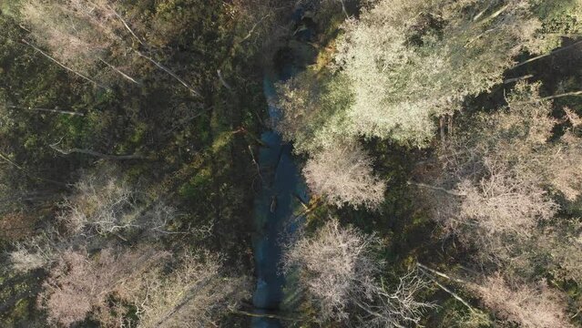 Top view of a moose (Alces alces) walking along the river in the woods