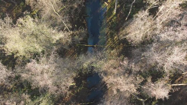 Top view of a moose (Alces alces) walking along the river in the woods