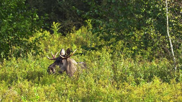 Adult bull moose (Alces alces) stands in tall grass and looks into the camera