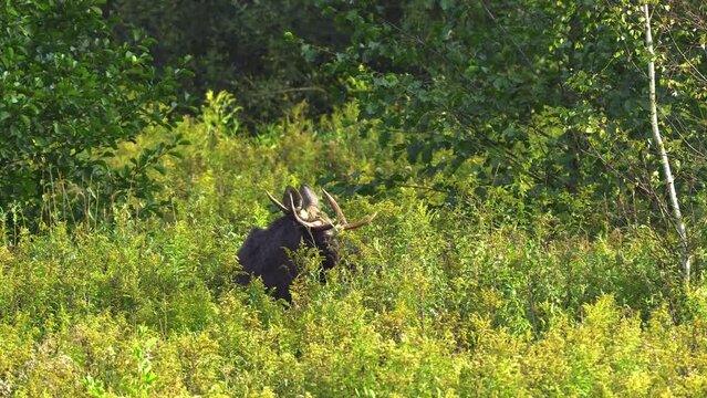 Adult bull moose (Alces alces) stands in tall grass and looks into the camera