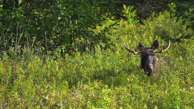 Adult bull moose (Alces alces) stands in tall grass and looks into the camera