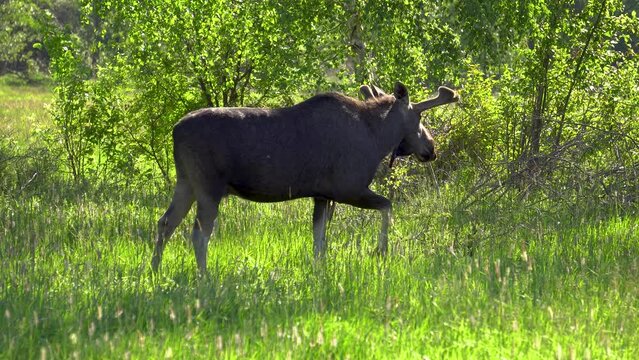 A young bull moose (Alces alces) on a meadow near forest. The moose goes through the meadow. Big animal in a natural habitat