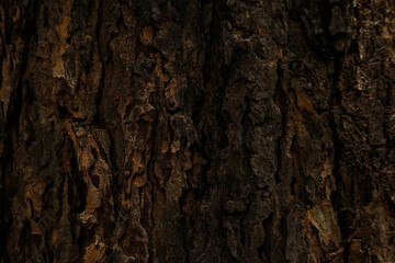 Bark texture for editing and graphic design.