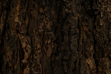 Bark texture for editing and graphic design.