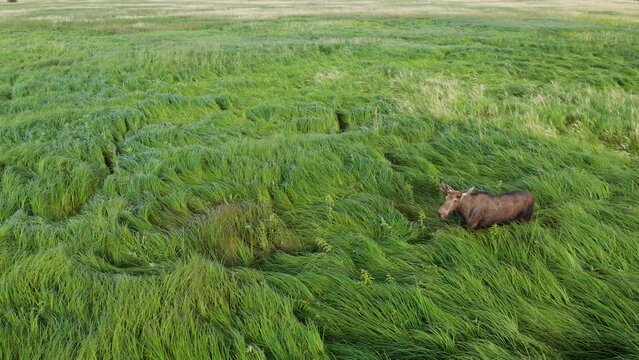 Top view of a large adult bull moose (Alces alces) walking through the long tall grass on a sunny day