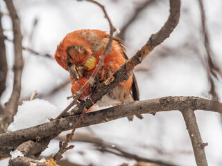 Red Crossbill male sitting on the tree branch and eats wild apple berries. Crossbill bird eats berries.