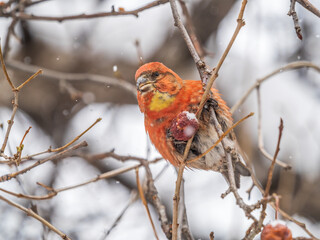 Red Crossbill male sitting on the tree branch and eats wild apple berries. Crossbill bird eats berries.