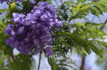 Branches of Jacaranda with purple flowers surrounded by green carved leaves. Closeup of Jacaranda mimosifolia flowers. Violet jacaranda full frame floral background.