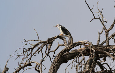 Black-winged Kite eating a mouse, Kgalagadi
