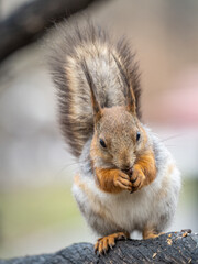Fototapeta premium The squirrel with nut sits on a branches in the spring or summer.