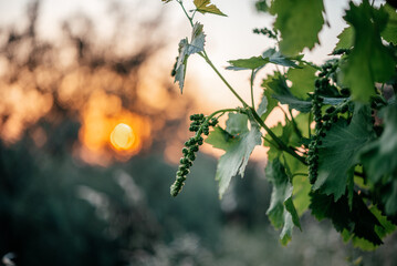Young cluster of grapes in blossom on the grape vine on vineyard with the sunset sky on the...