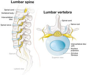 Lumbar spine and lumbar vertebra, labeled anatomical illustration