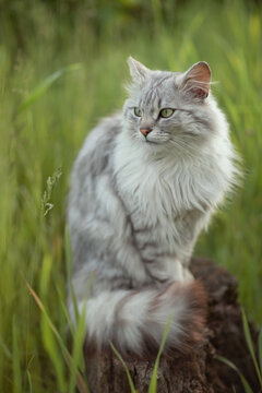 Photo of a gray fluffy in green grass.