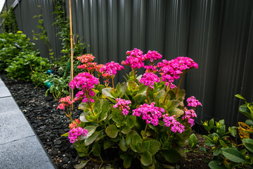 garden, flower, flowers, plant, nature, summer, wall, petunia, pink, pot, bloom, gardening, blossom, decoration, purple, spring, geranium, house, street, beauty, leaf, plants, flowerpot, flora, colorf