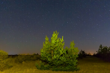 Fototapeta na wymiar alone pine tree among sandy prairie under dark starry sky, beautiful night outdoor natural background
