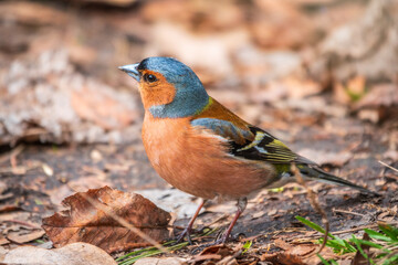Common chaffinch, Fringilla coelebs, sits on the ground in spring. Common chaffinch in wildlife.